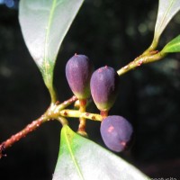 Chionanthus albidiflorus Thwaites